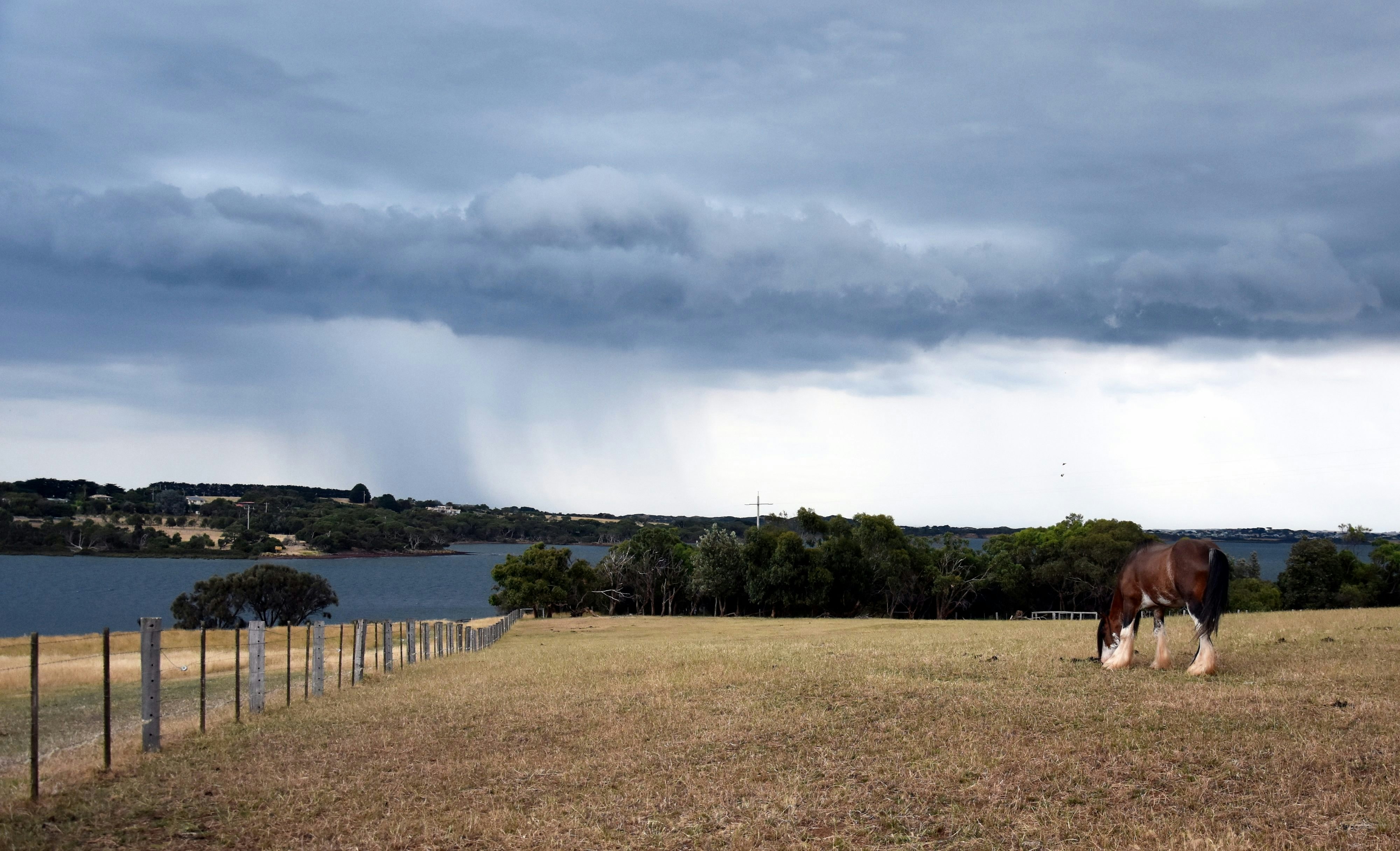 Horse eating grass on Churchill Island Heritage Farm (Victoria, Australia). Dramatic clouds and storm above Philip Island in the background. ; Shutterstock ID 556271059; your: Bridget Brown; gl: 65050; netsuite: Online Editorial; full: POI Image Update
