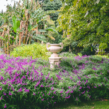 Beautiful Flowers In Botanical Garden in Geelong Australia