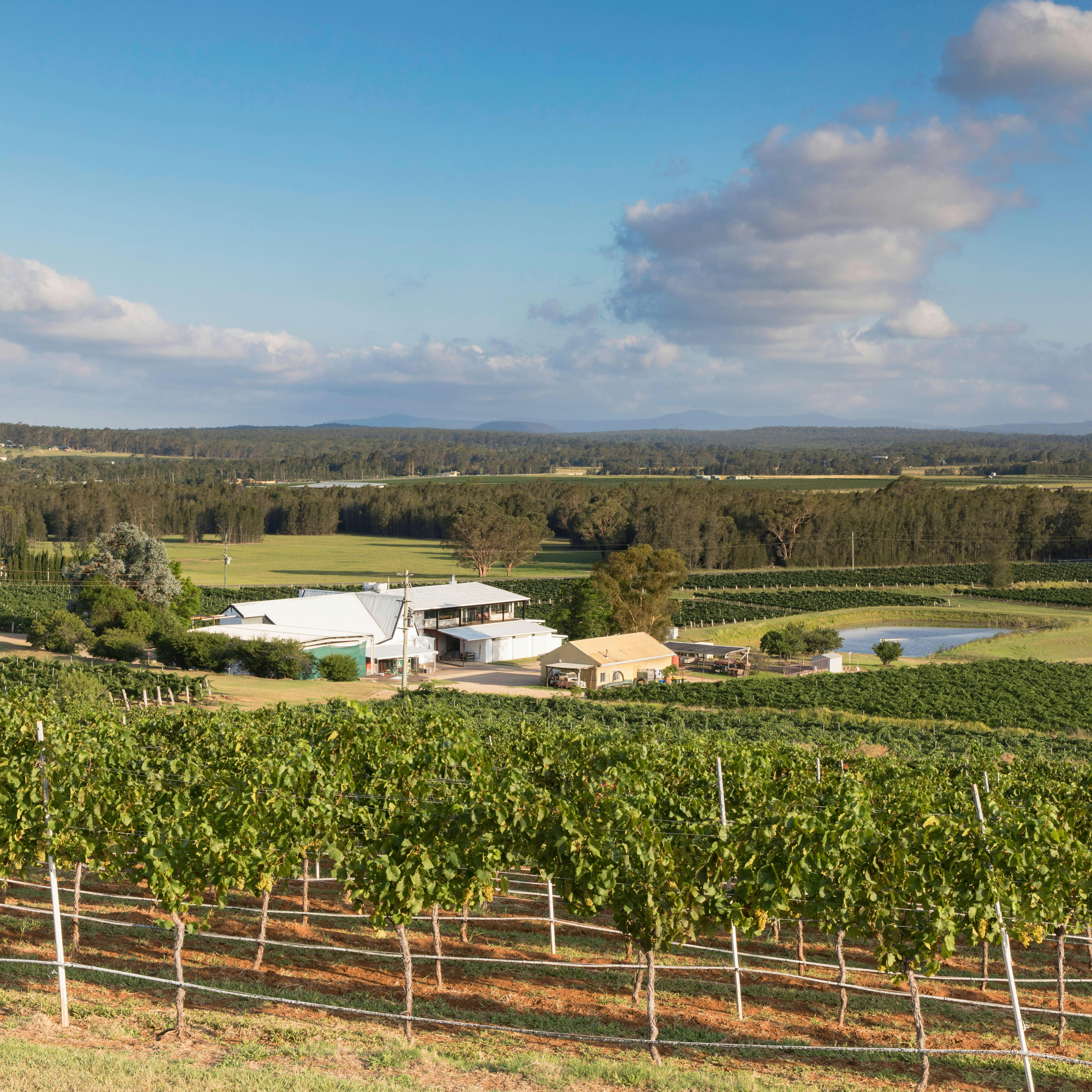 M639NF Lakes Folly Wine Estate, Hunter Valley, New South Wales, Australia