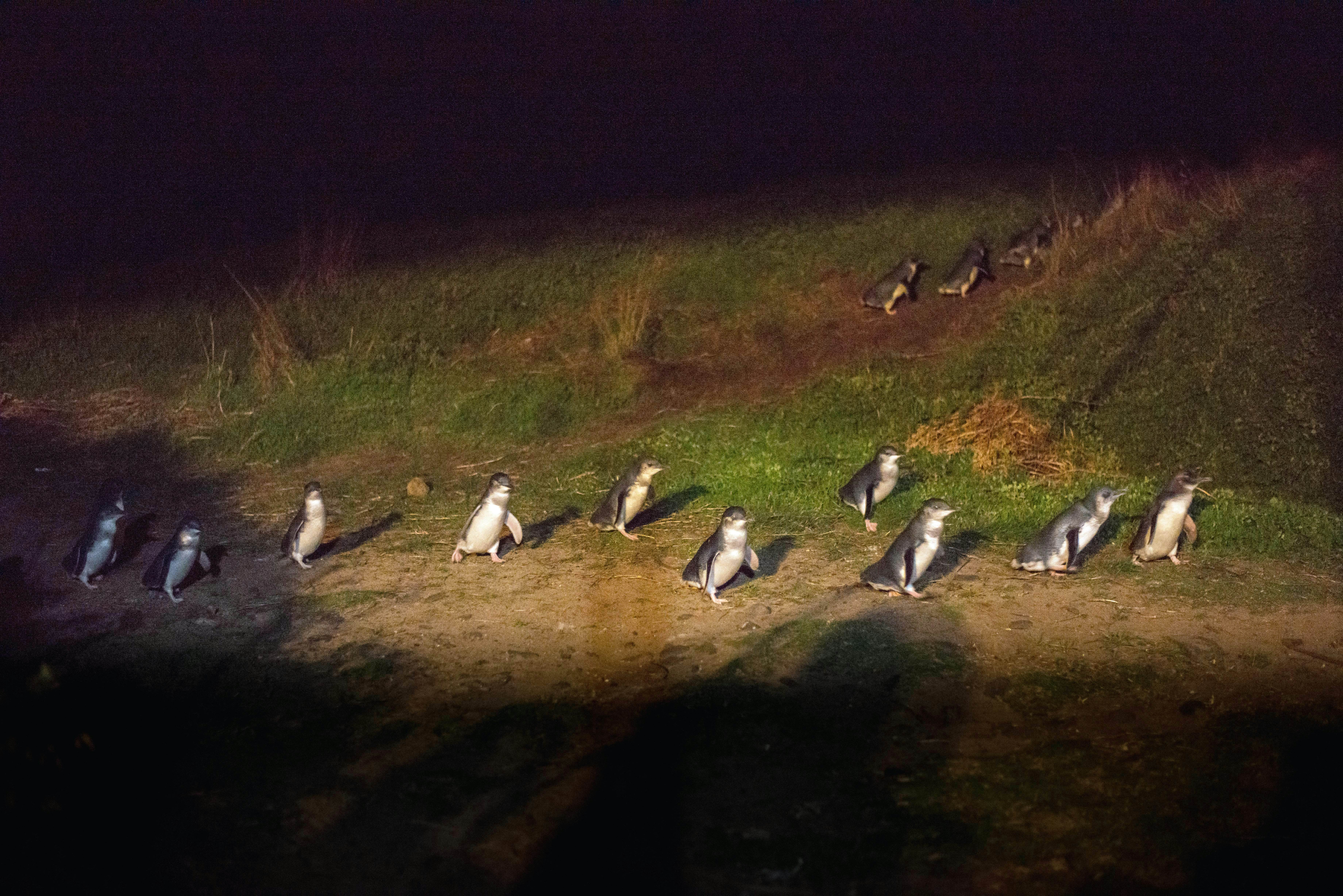 Penguin parade, Phillip Island, Melbourne. - stock photo
Australia

