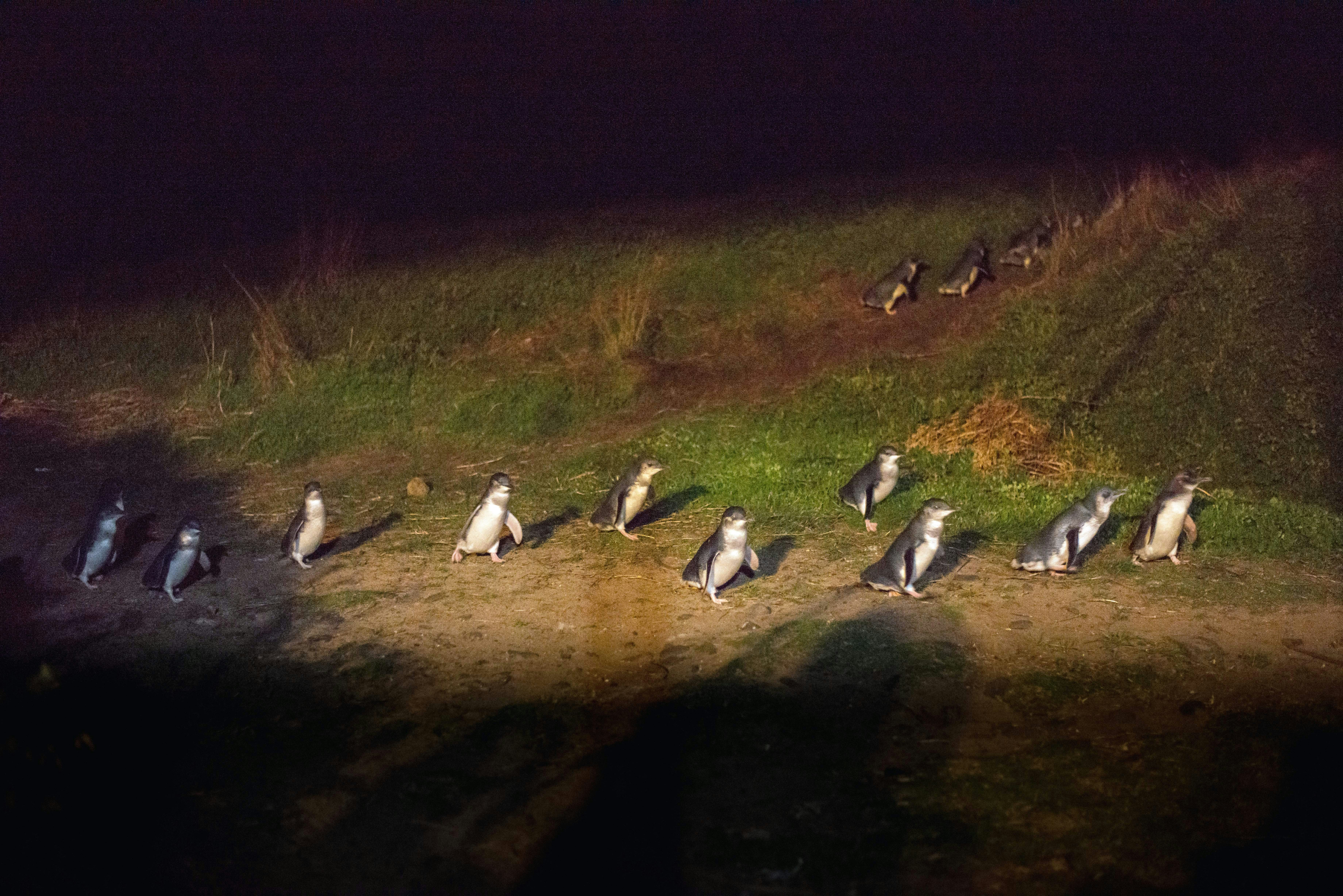 Penguin parade, Phillip Island, Melbourne. - stock photo
Australia