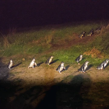 Penguin parade, Phillip Island, Melbourne. - stock photo
Australia