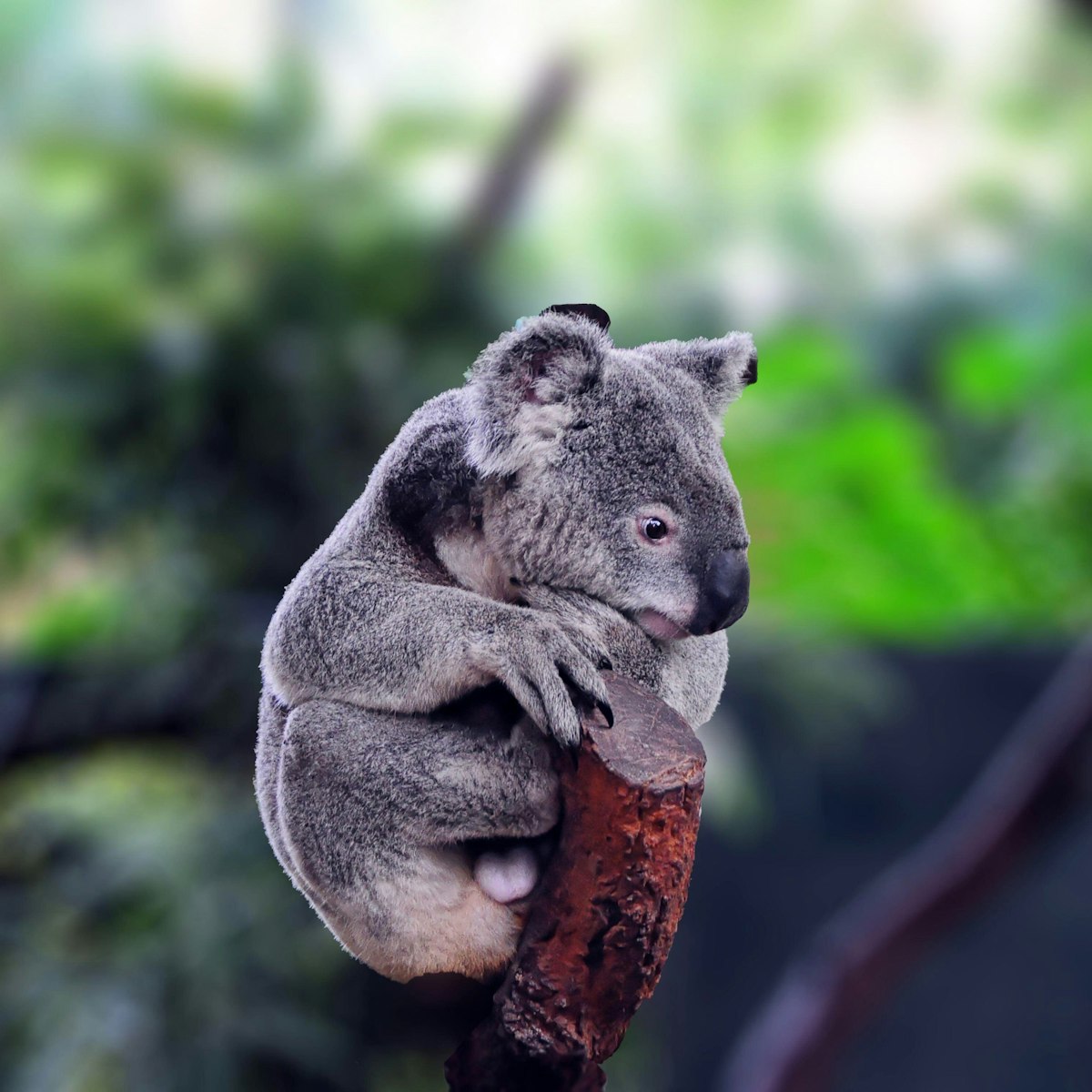 2BFBBX3 Koala, (Phascolarctos cinereus) in Koala Park Sanctuary Sydney ,NSW Australia