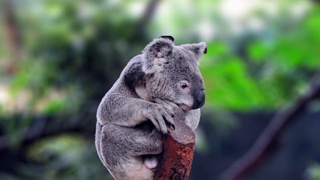 2BFBBX3 Koala, (Phascolarctos cinereus) in Koala Park Sanctuary Sydney ,NSW Australia