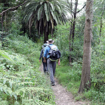 Sydney, NSW, Australia - March 3rd 2021: The Great North Walk next to the Lane Cove River in Lane Cove National Park.