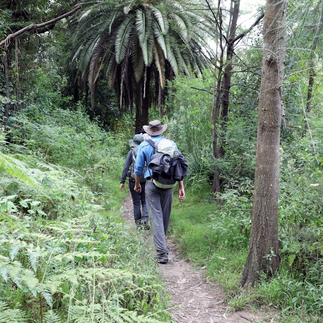 Sydney, NSW, Australia - March 3rd 2021: The Great North Walk next to the Lane Cove River in Lane Cove National Park.