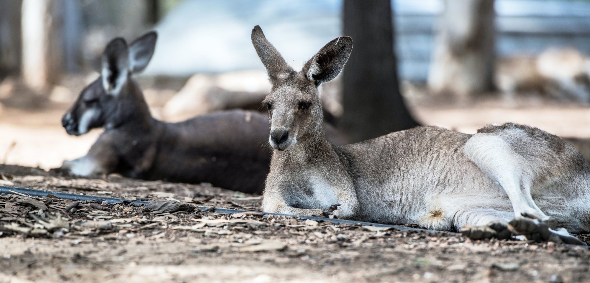 Townsville, Queensland, Australia - July 27 2016: Kangaroo in captivity in Billabong Wildlife Sanctuary, Townsville; Shutterstock ID 1323187730; your: Bridget Brown; gl: 65050; netsuite: Online Editorial; full: POI Image Update