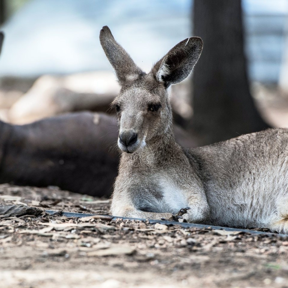 Townsville, Queensland, Australia - July 27 2016: Kangaroo in captivity in Billabong Wildlife Sanctuary, Townsville; Shutterstock ID 1323187730; your: Bridget Brown; gl: 65050; netsuite: Online Editorial; full: POI Image Update