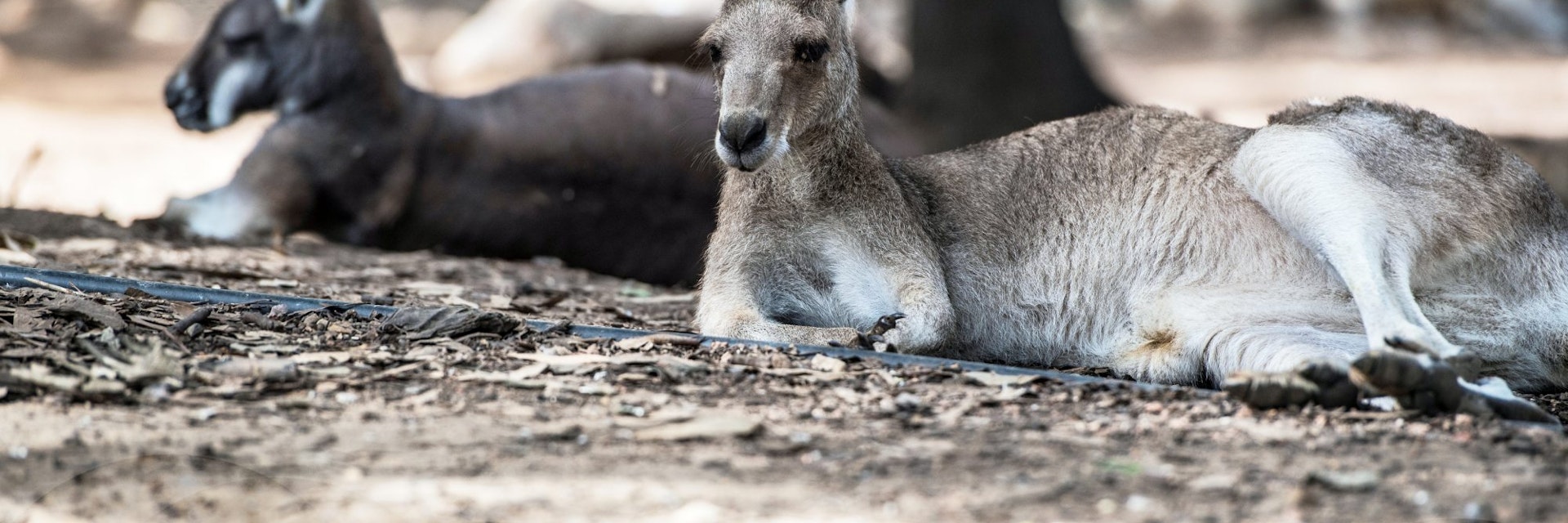 Townsville, Queensland, Australia - July 27 2016: Kangaroo in captivity in Billabong Wildlife Sanctuary, Townsville; Shutterstock ID 1323187730; your: Bridget Brown; gl: 65050; netsuite: Online Editorial; full: POI Image Update