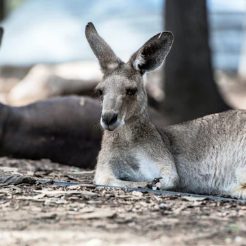 Townsville, Queensland, Australia - July 27 2016: Kangaroo in captivity in Billabong Wildlife Sanctuary, Townsville; Shutterstock ID 1323187730; your: Bridget Brown; gl: 65050; netsuite: Online Editorial; full: POI Image Update