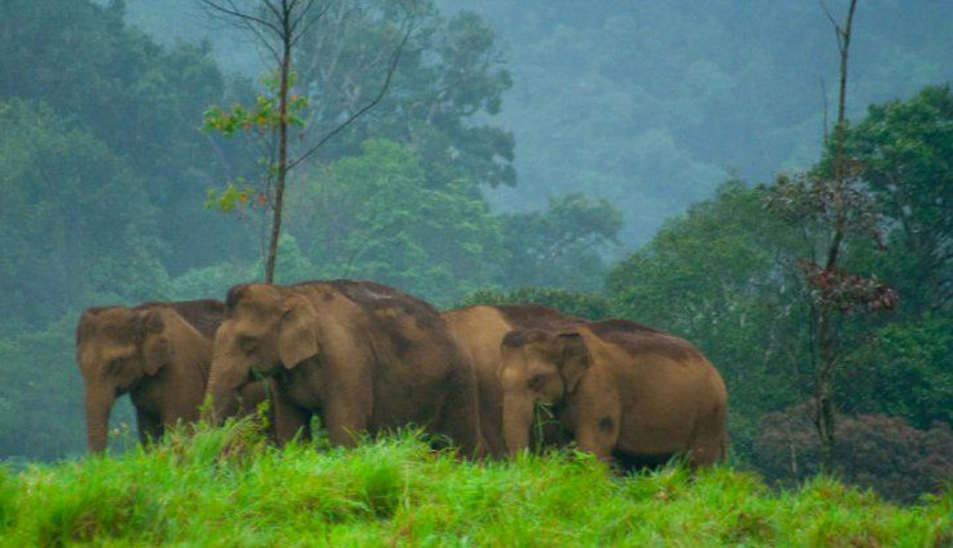 Wild elephants in India surrounded by green jungle