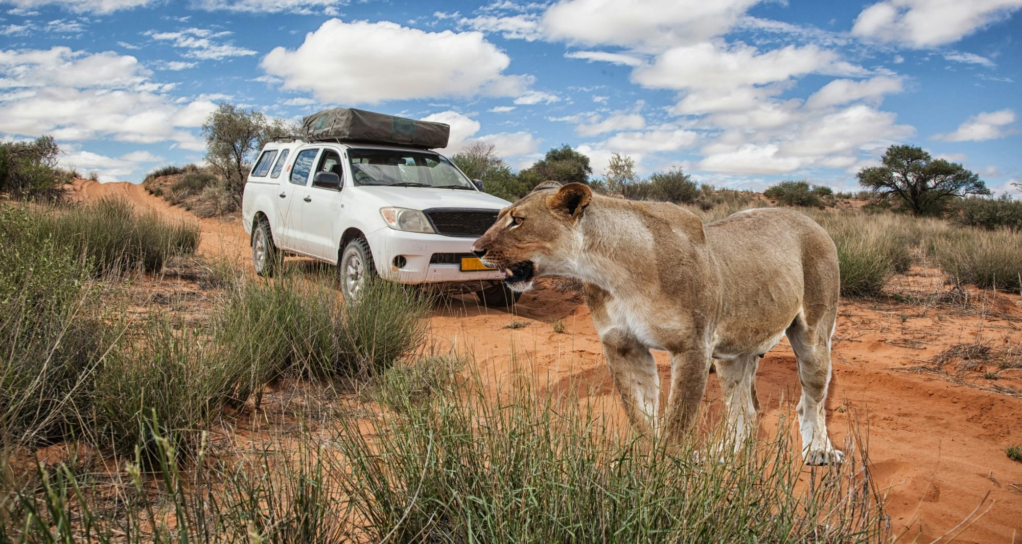 A lioness passes in front of a safari truck on a dirt path in a game reserve