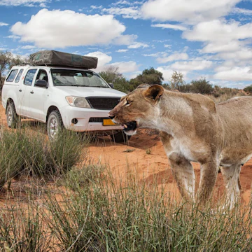 lioness in front of a 4x4 safari car crossing a dirt road in Kalahari desert, Kgalagadi Transfrontier Park, Botswana, Africa