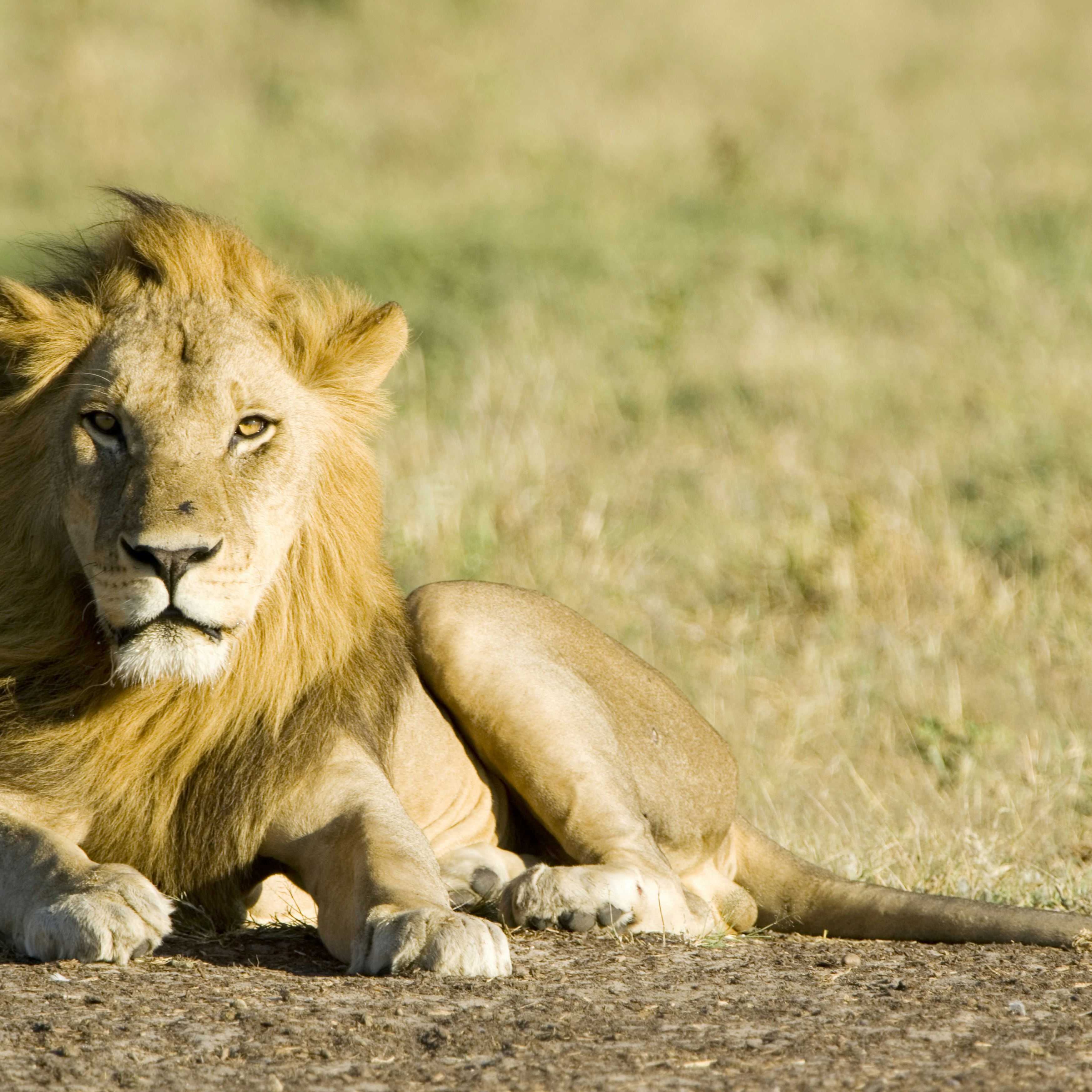 Lion, Panthera leo, male Kalahari lion resting, Central Kalahari Game Reserve, Botswana - stock photo
