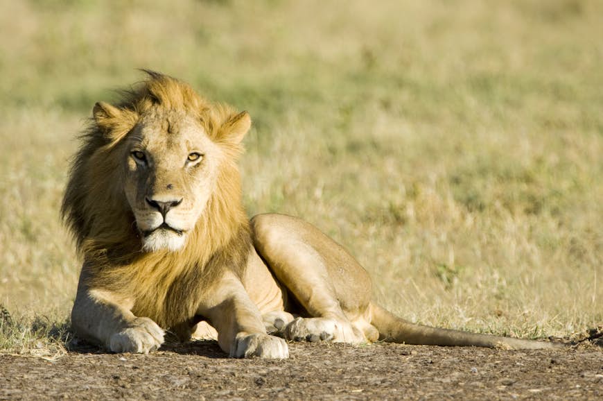 Male Kalahari lion resting, Central Kalahari Game Reserve, Botswana