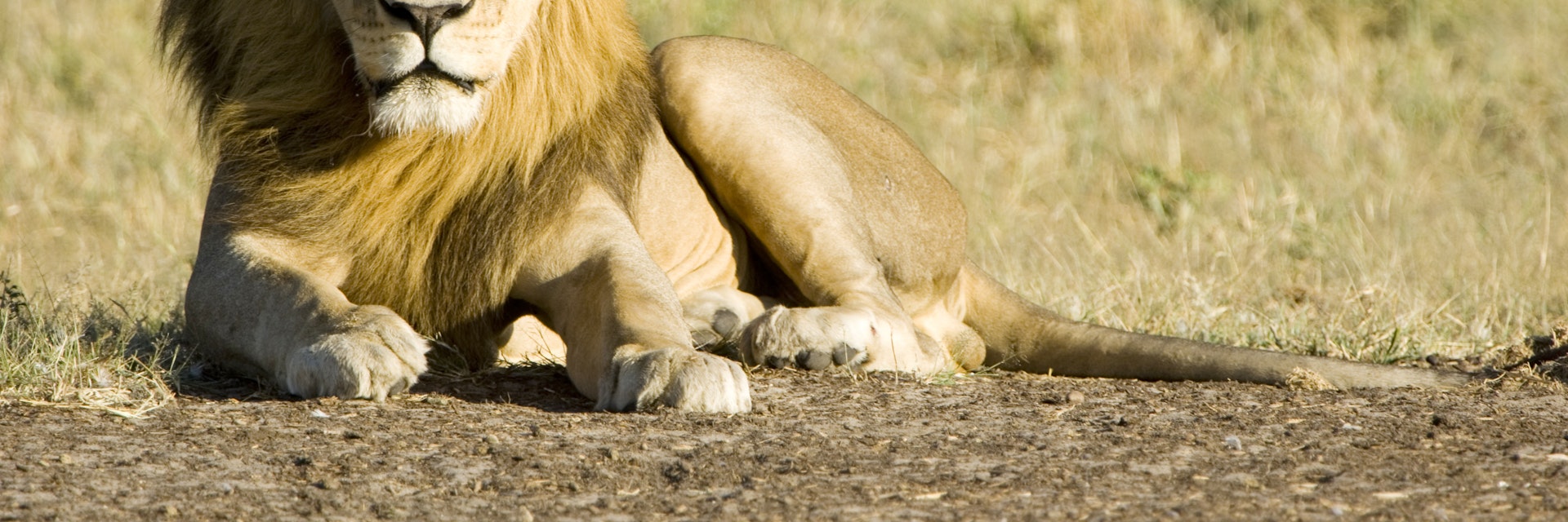 Lion, Panthera leo, male Kalahari lion resting, Central Kalahari Game Reserve, Botswana - stock photo
