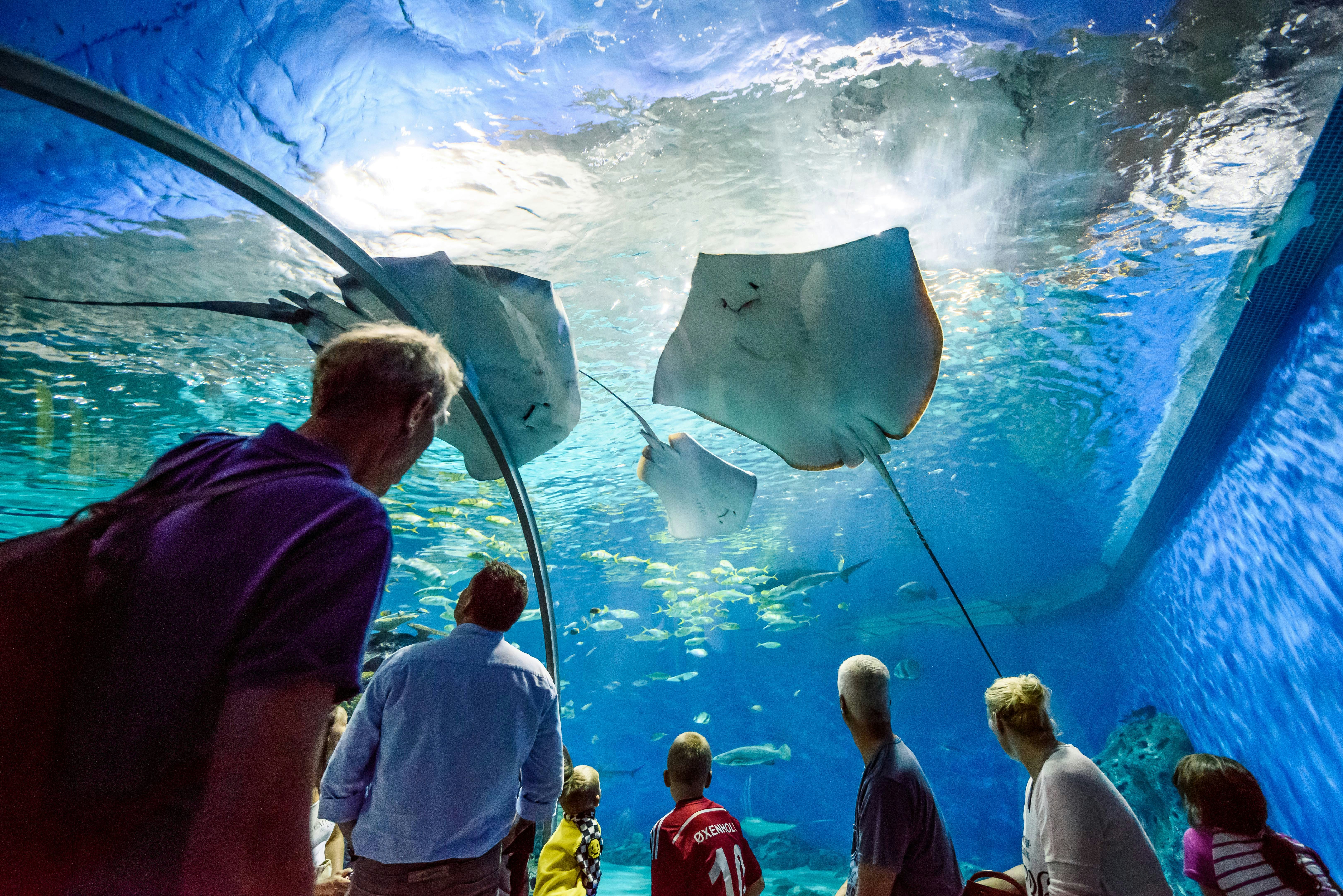 COPENHAGEN, DENMARK - AUGUST 01: Under water glass tunnel in Blue Planet National Aquarium Denmark on August 1, 2015, Copenhagen, Denmark Den Blå Planet
; Shutterstock ID 316767071; your: Bridget Brown; gl: 65050; netsuite: Online Editorial; full: POI Image Update