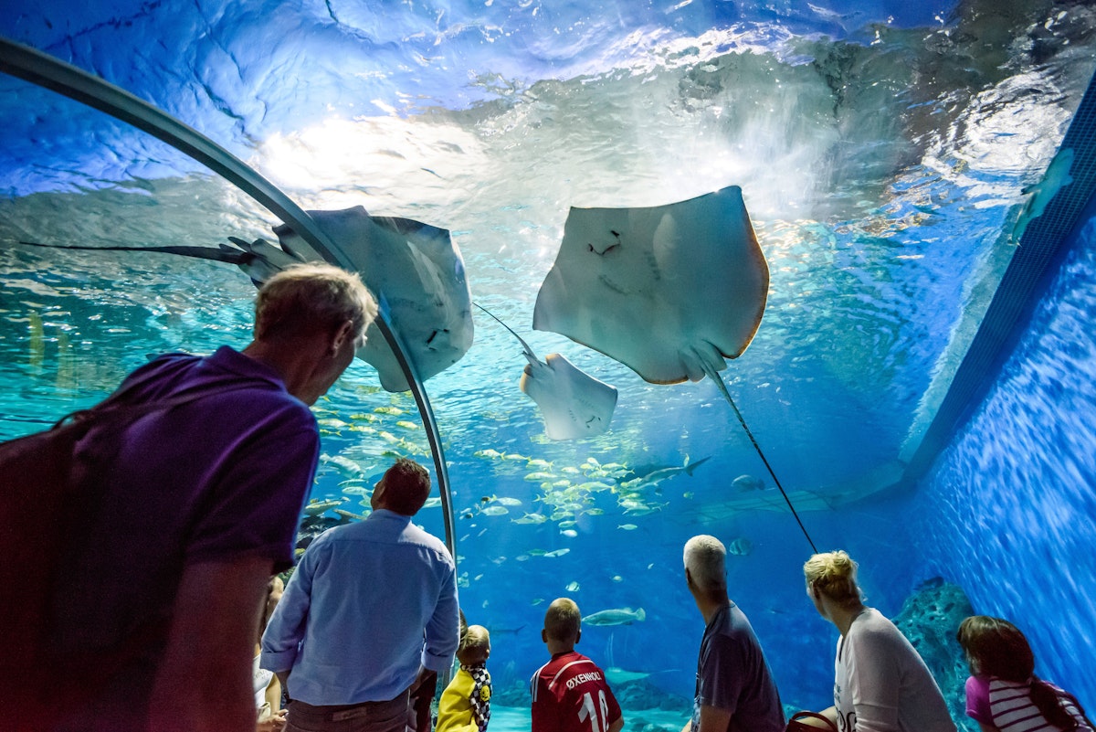 COPENHAGEN, DENMARK - AUGUST 01: Under water glass tunnel in Blue Planet National Aquarium Denmark on August 1, 2015, Copenhagen, Denmark  Den Blå Planet

; Shutterstock ID 316767071; your: Bridget Brown; gl: 65050; netsuite: Online Editorial; full: POI Image Update