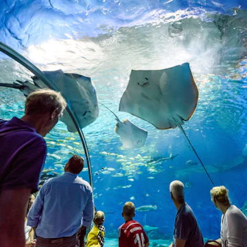 COPENHAGEN, DENMARK - AUGUST 01: Under water glass tunnel in Blue Planet National Aquarium Denmark on August 1, 2015, Copenhagen, Denmark Den Blå Planet
; Shutterstock ID 316767071; your: Bridget Brown; gl: 65050; netsuite: Online Editorial; full: POI Image Update