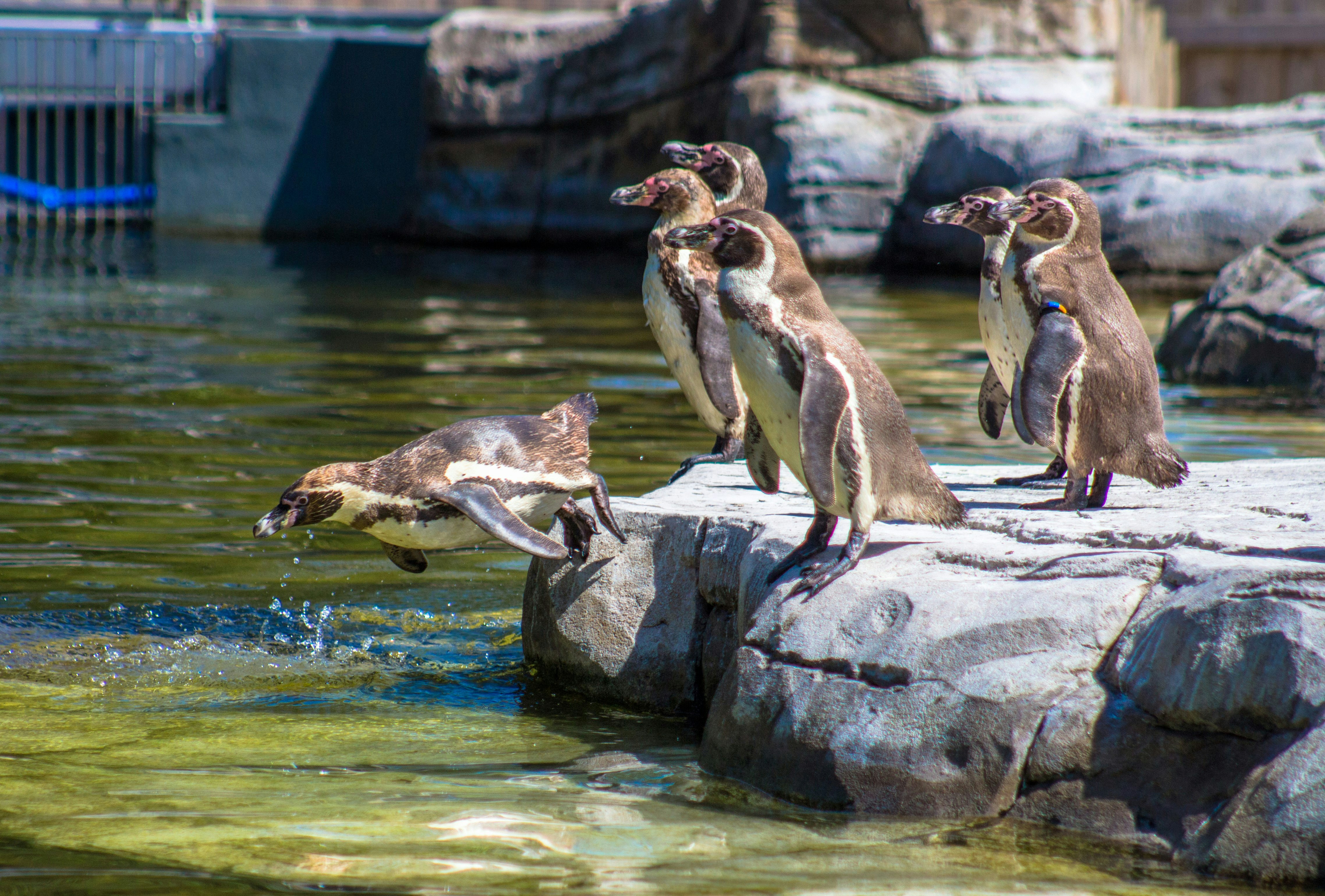 Humboldt Penguins about to take a dip at Chester Zoo