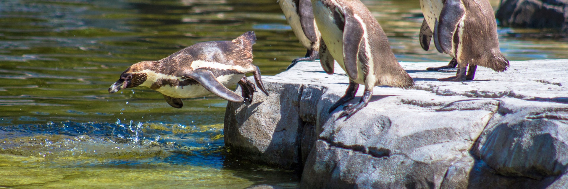 Humboldt Penguins about to take a dip at Chester Zoo