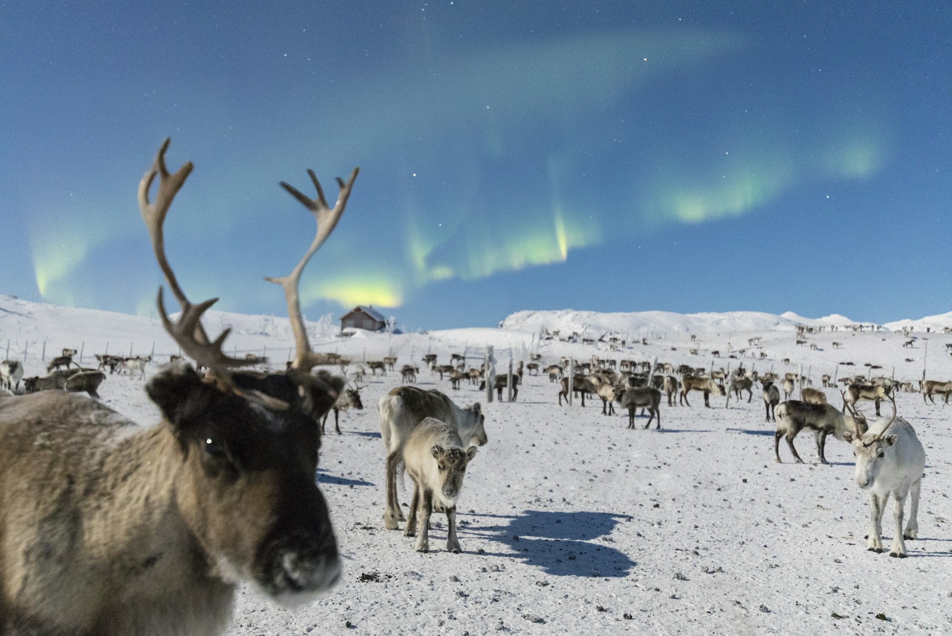 Close up of a reindeer under the Northern Lights (Aurora Borealis), Abisko, Kiruna Municipality, Norrbotten County, Lapland, Sweden, Scandinavia, Europe