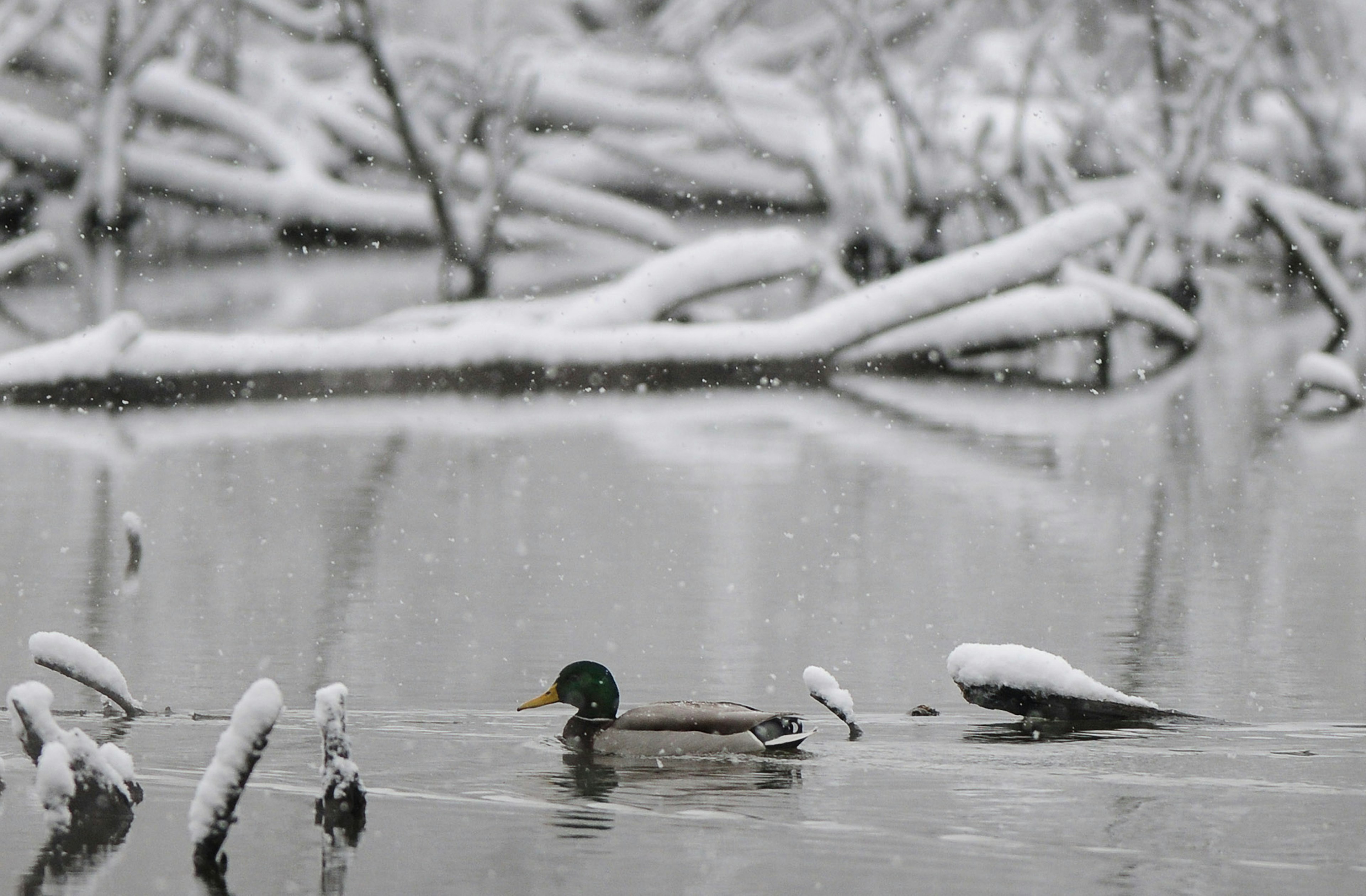 A duck paddles across near-frozen water surrounded by snowy branches at McAlpine Creek Greenway Park in east Charlotte, North Carolina