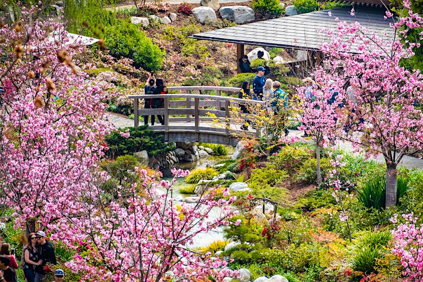 Japanese Friendship Garden during the Cherry Blossom Festival in Balboa Park, San Diego, California