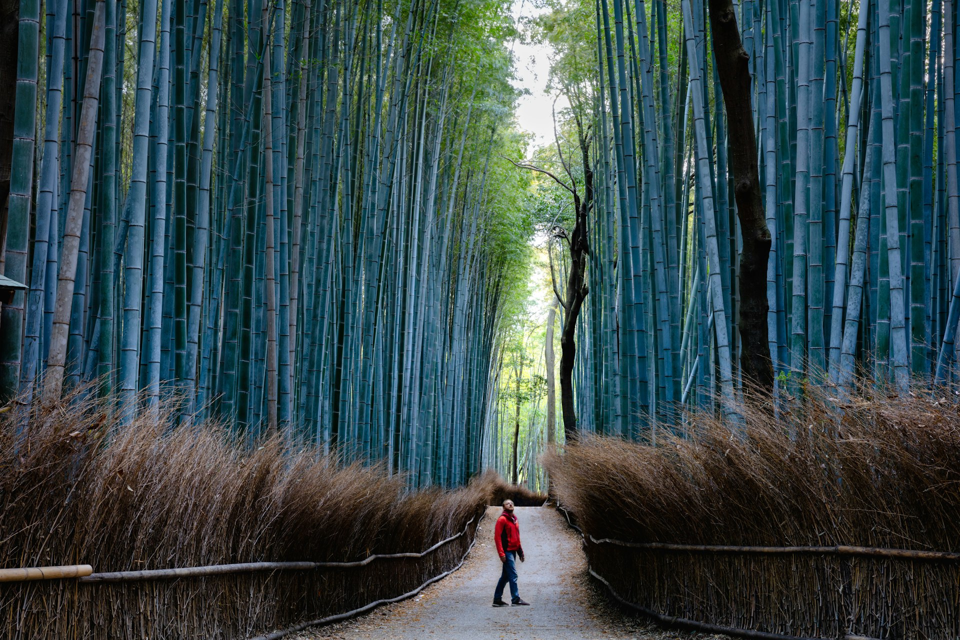 Man standing in a towering bamboo forest near Kyoto, Japan