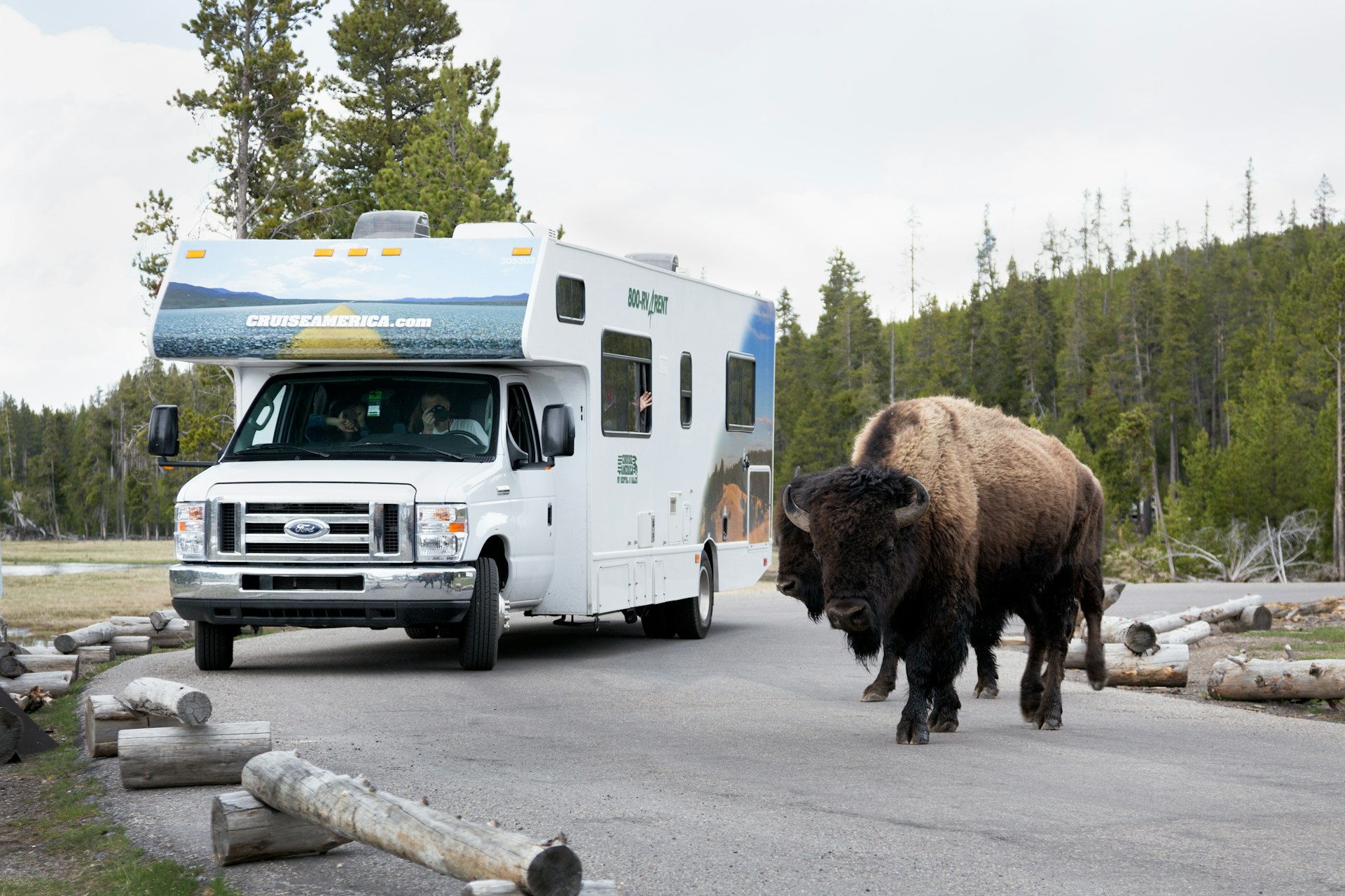 Two American Bison walk in front of a motorhome in Yellowstone National Park, Wyoming
