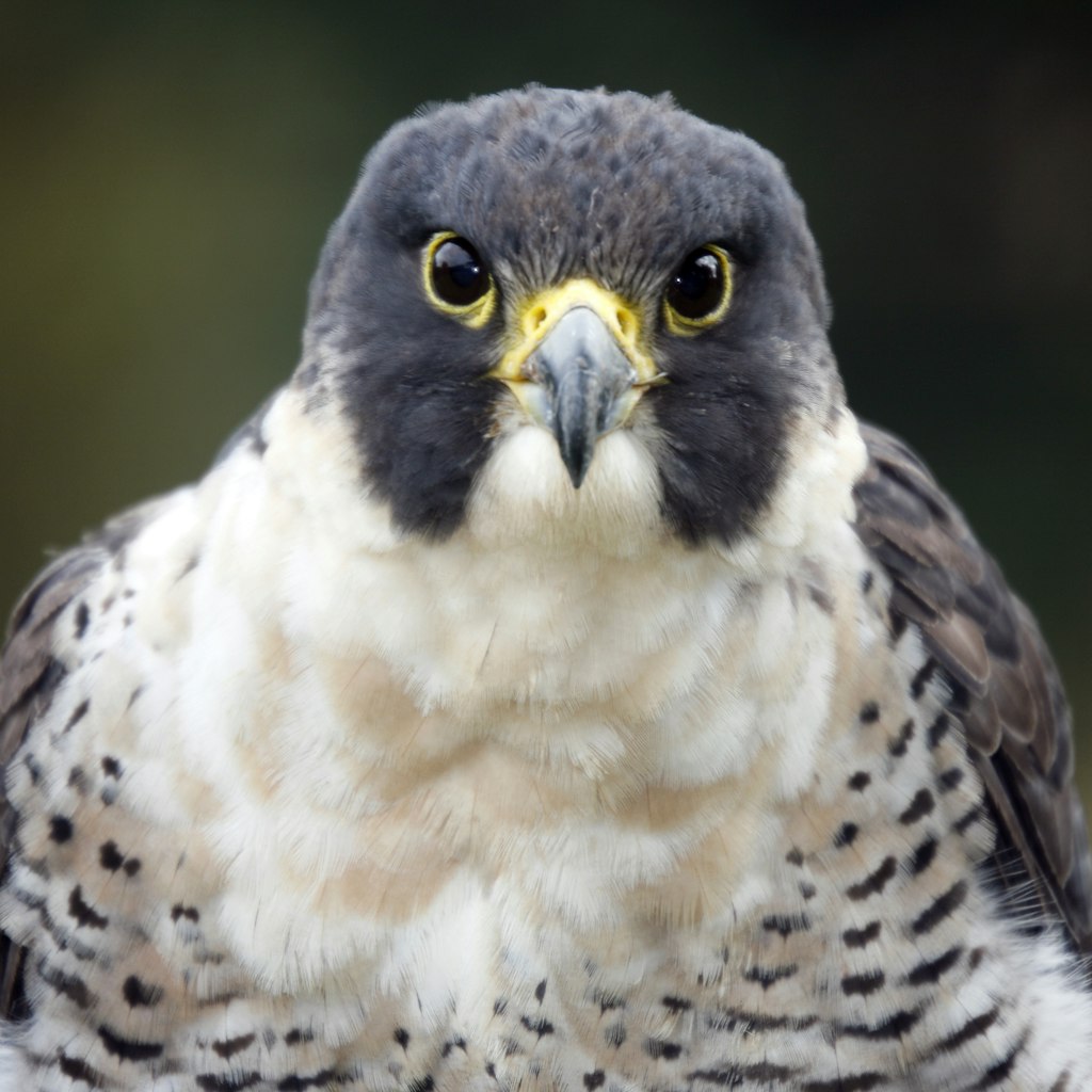 The peregrine falcon is a bird of prey in the family Falconidae. It has a blue-grey back, barred white underparts, and a black head. It is renowned for its speed, reaching over 322km/h (200mph) in its hunting stoop. It is the fastest member of the animal kingdom.