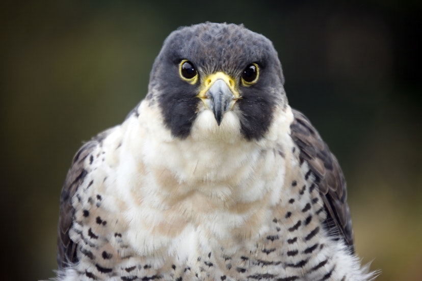 The peregrine falcon is a bird of prey in the family Falconidae. It has a blue-grey back, barred white underparts, and a black head. It is renowned for its speed, reaching over 322km/h (200mph) in its hunting stoop. It is the fastest member of the animal kingdom.
