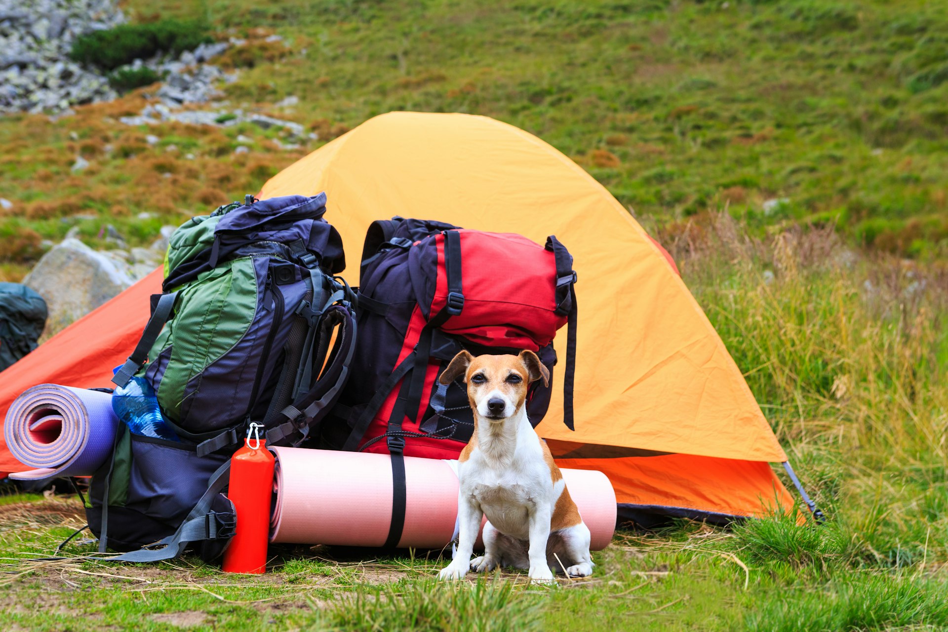 Dog guarding items in the campaign sitting near a tent in the mountains