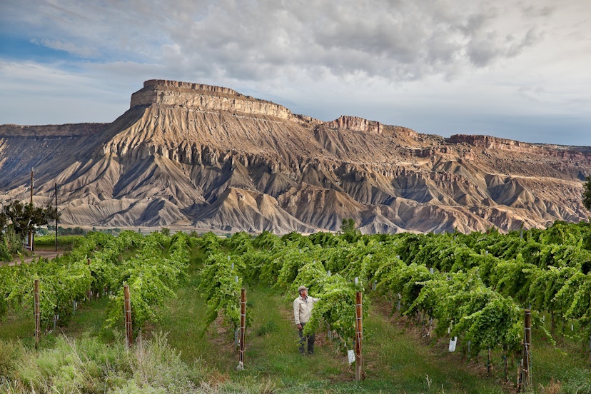 Landscape of vintner inspecting grapes in vineyard in Palisade, Colorado, USA, with Mount Garfield