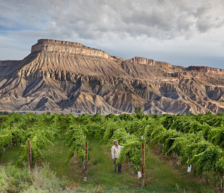 Landscape of vintner inspecting grapes in vineyard in Palisade, Colorado, USA, with Mount Garfield