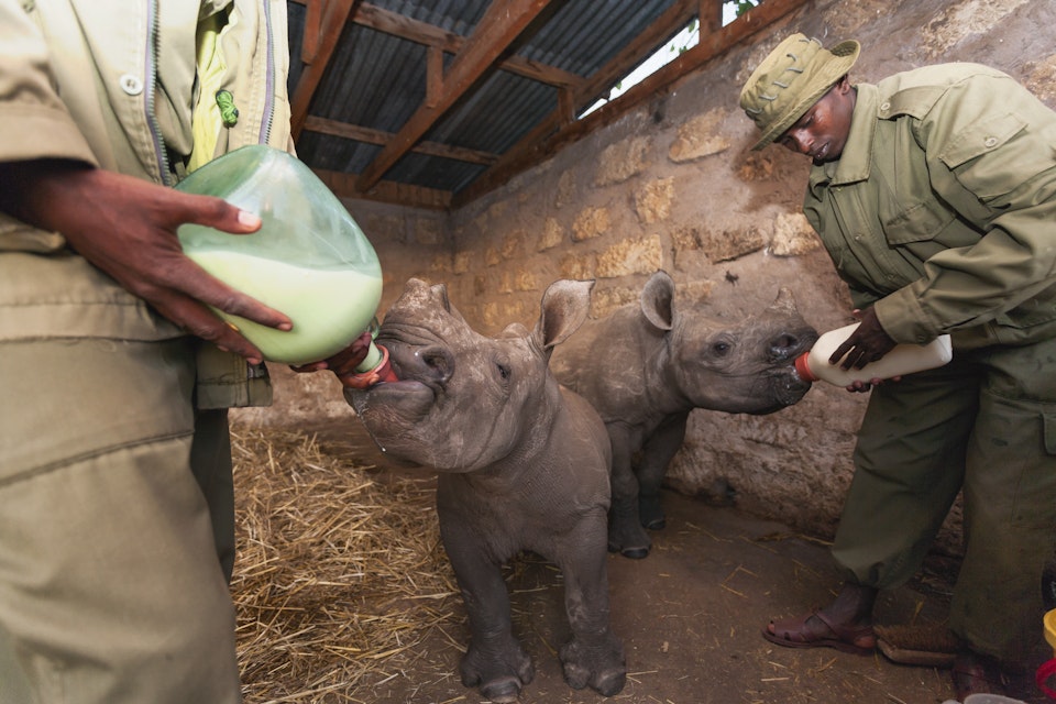White orphaned baby Rhinoceros being fed at Lewa Wildlife Conservancy.