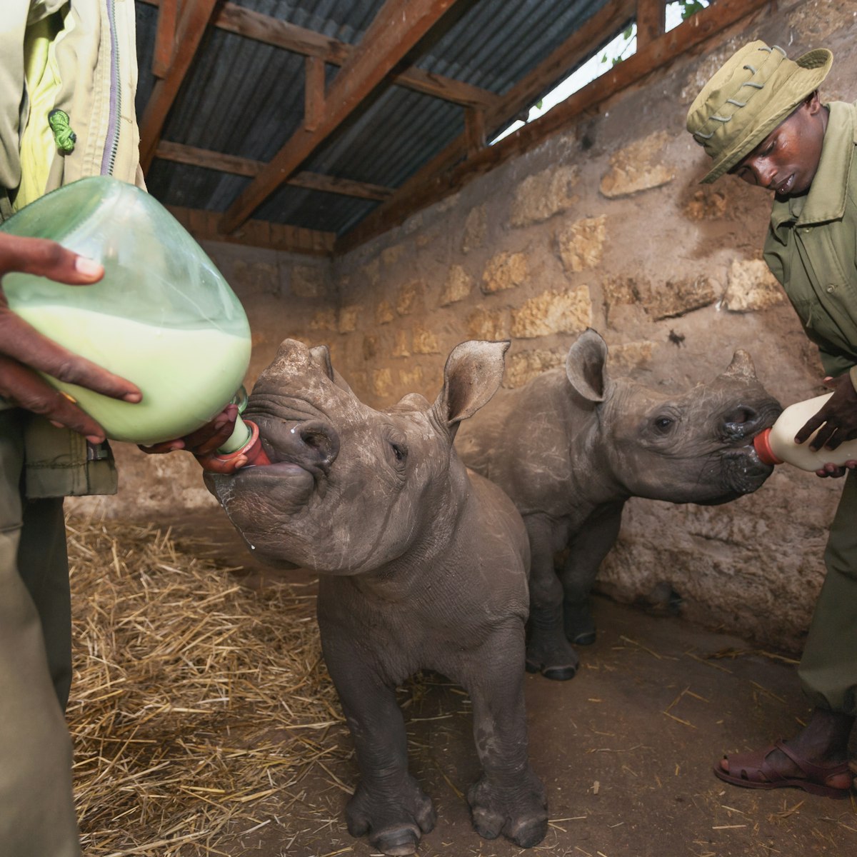 White orphaned baby Rhinoceros being fed at Lewa Wildlife Conservancy.