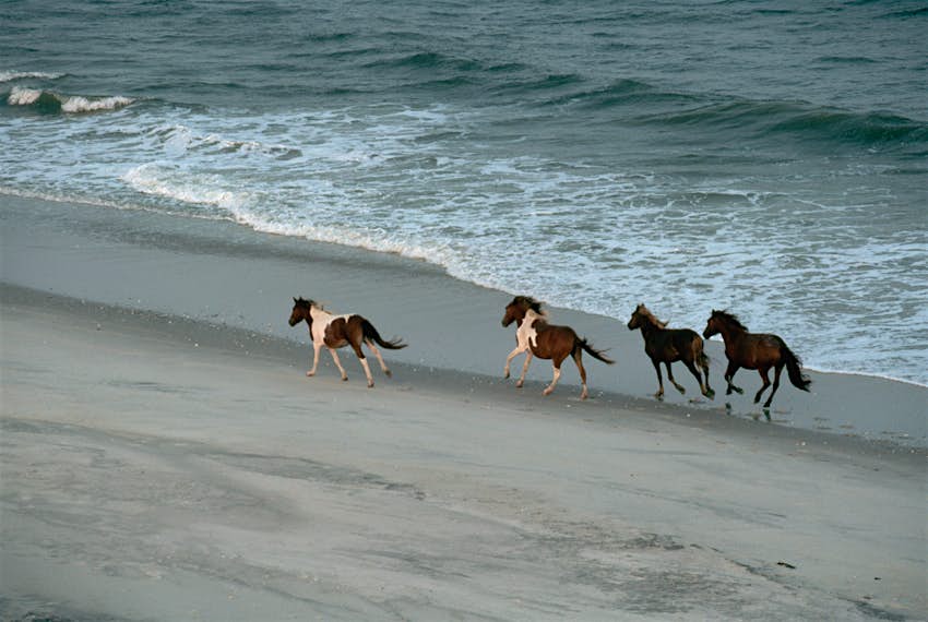 Wild ponies run along an Assateague Island beach, Virginia