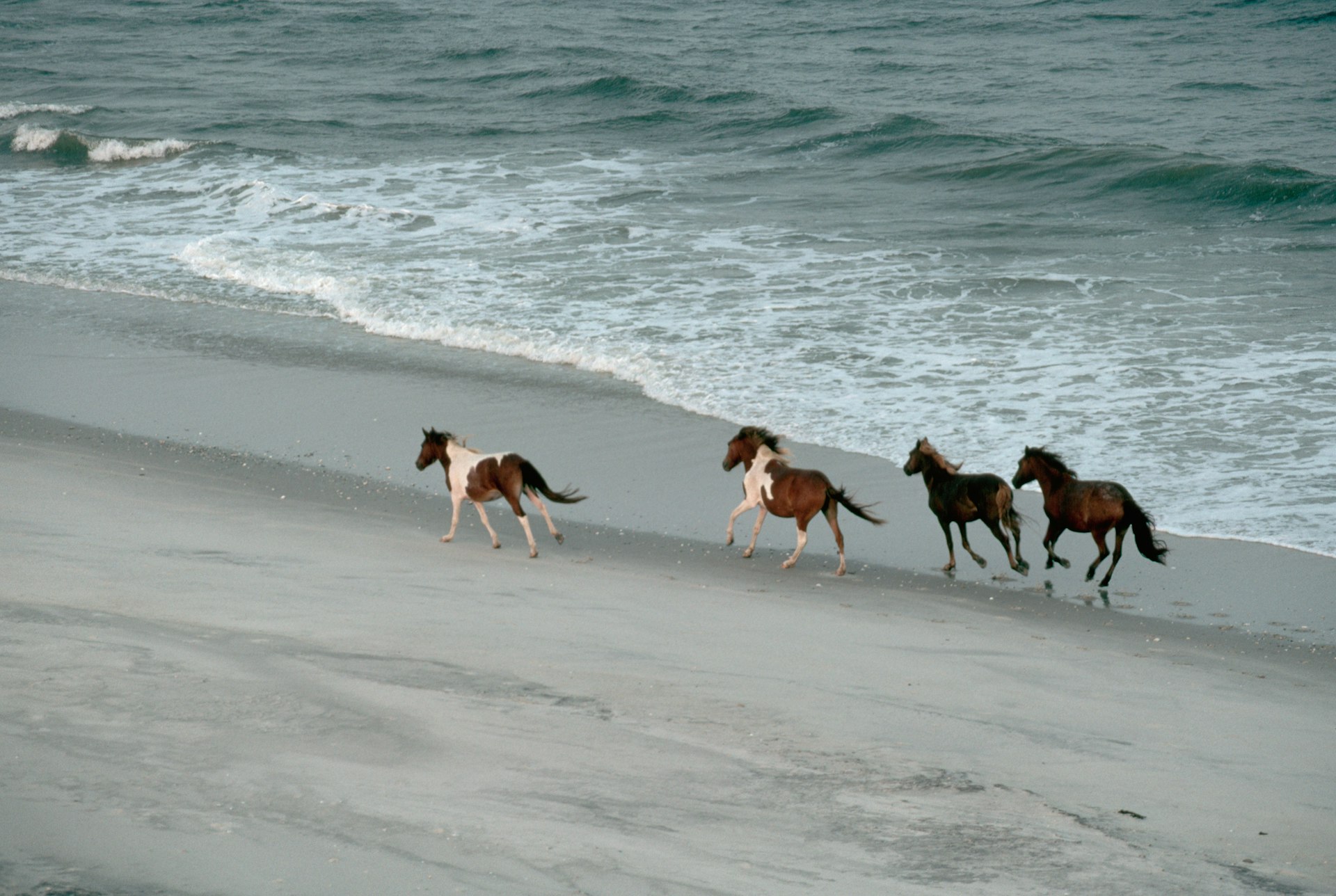Wild ponies run along an Assateague Island beach, Virginia