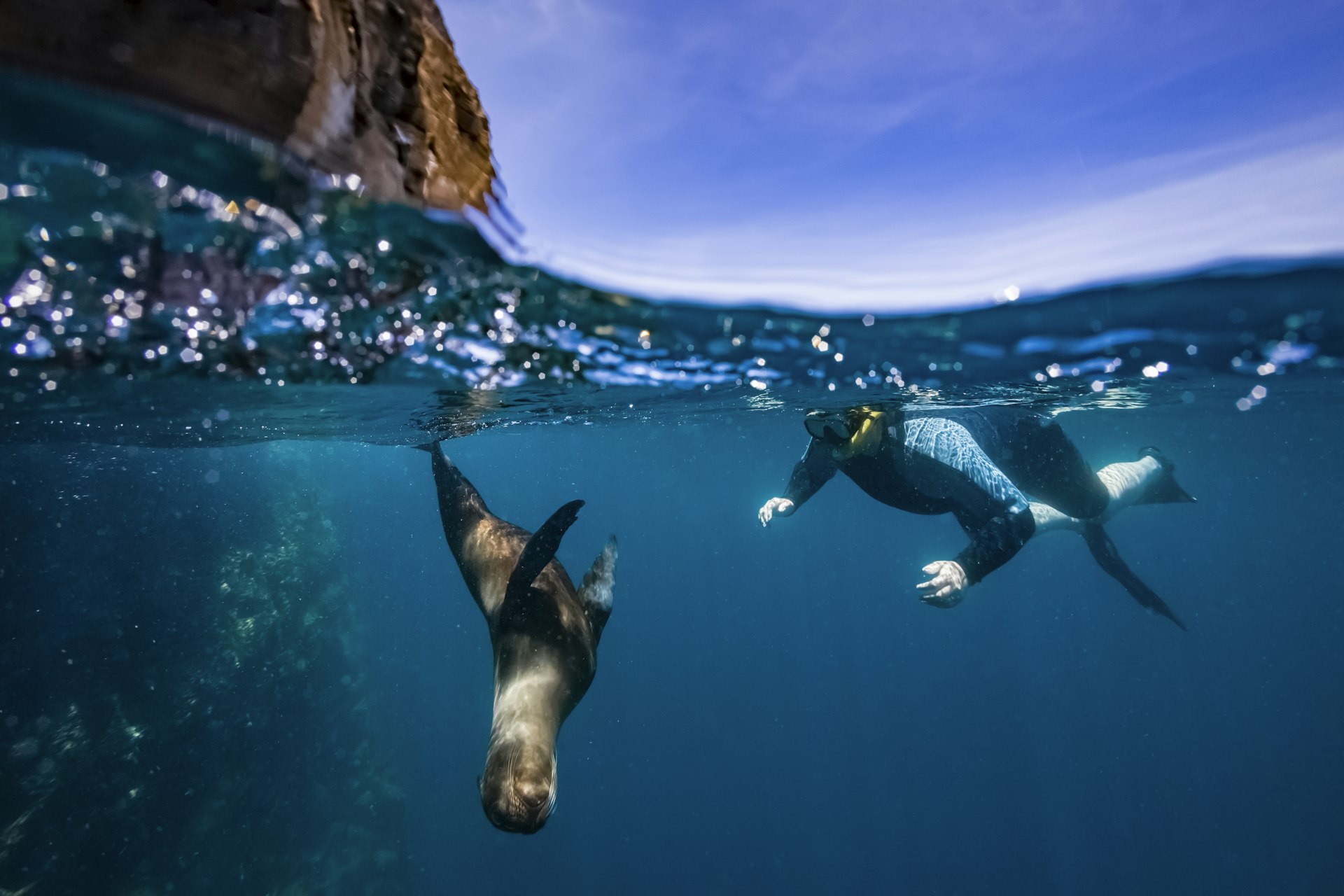 Leão marinho de Galápagos nadando nas ilhotas Guy Fawkes, Ilhas Galápagos, Equador