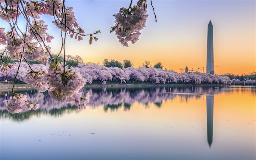 Cherry blossom sunrise with Washington Monument over Tidal Basin, Washington DC