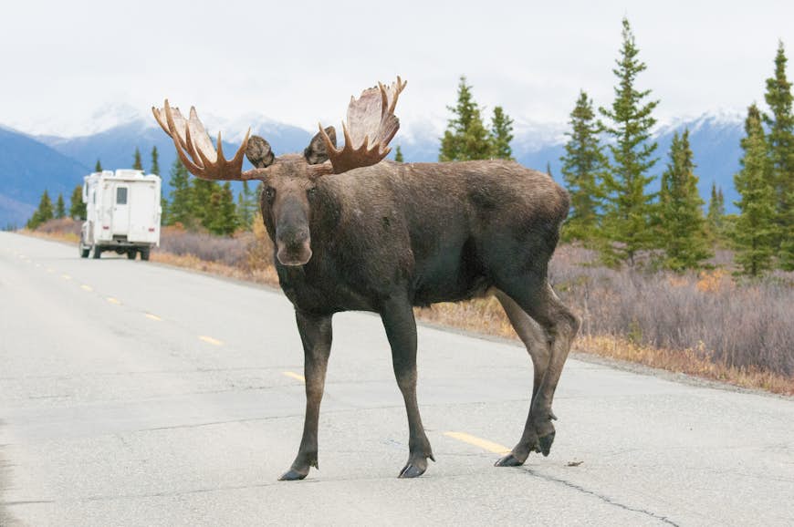Бычий лось на шоссе в национальном парке Денали, Аляска