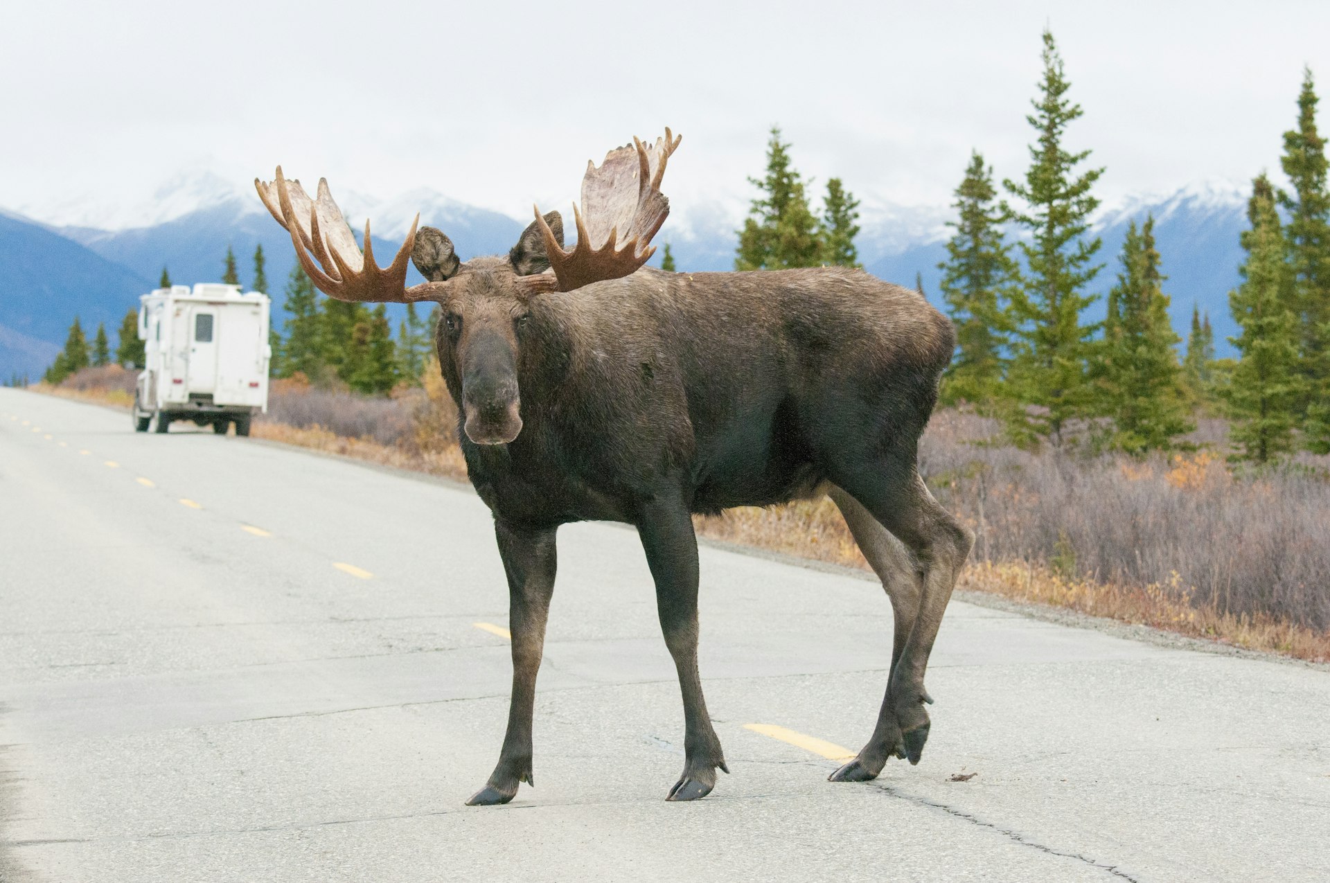 Bull Moose on the highway with tourist camper in the background, Denali National Park, Alaska