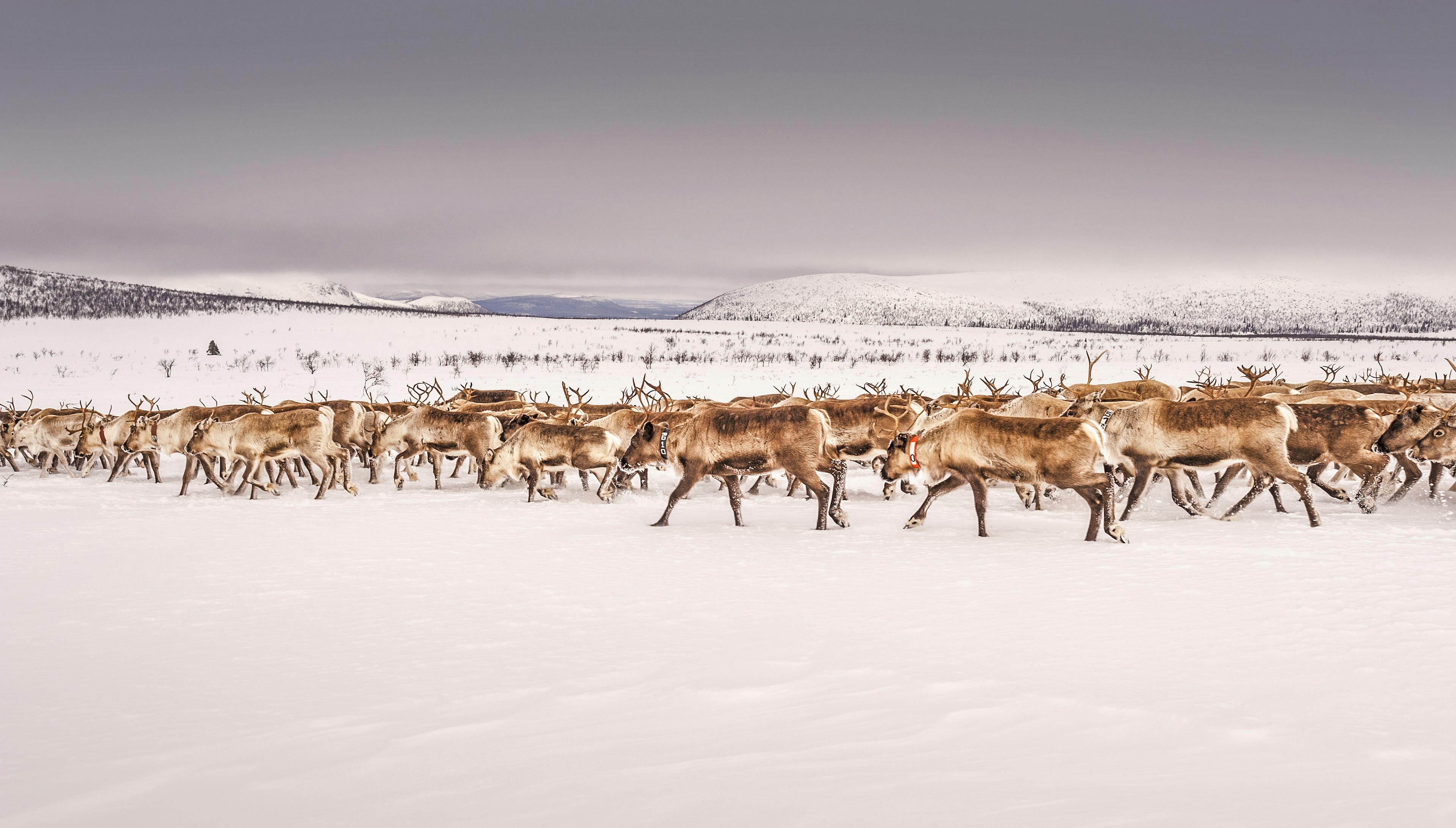 Herd of reindeers on snow-covered landscape, Lappland, Sweden