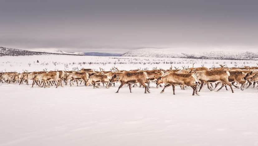 Herd of reindeers on snow-covered landscape, Lappland, Sweden