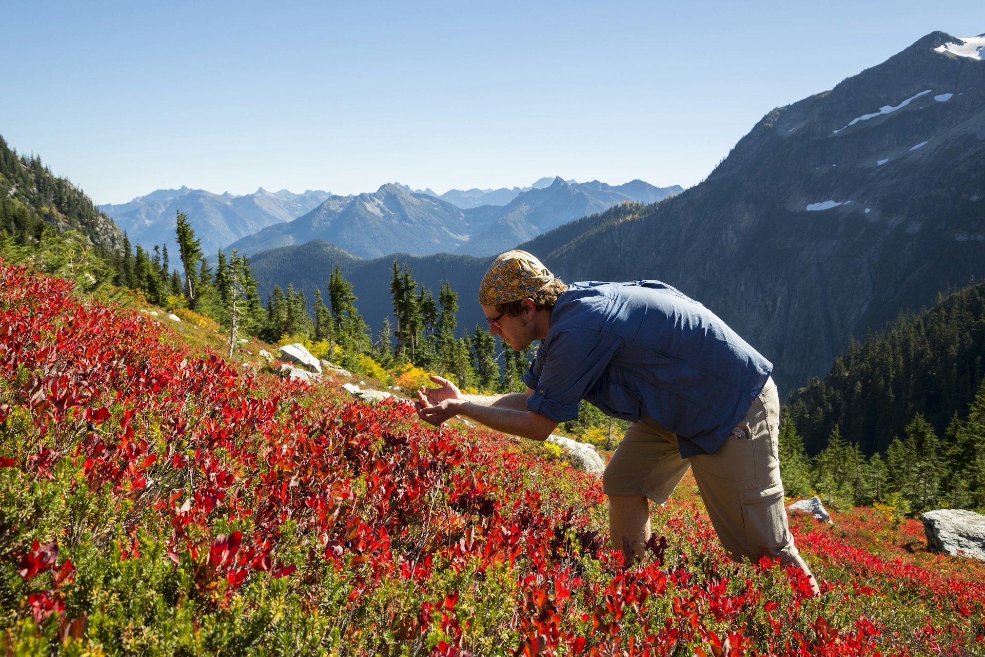 A hiker refuels with wild blueberries at North Cascades National Park, Washington