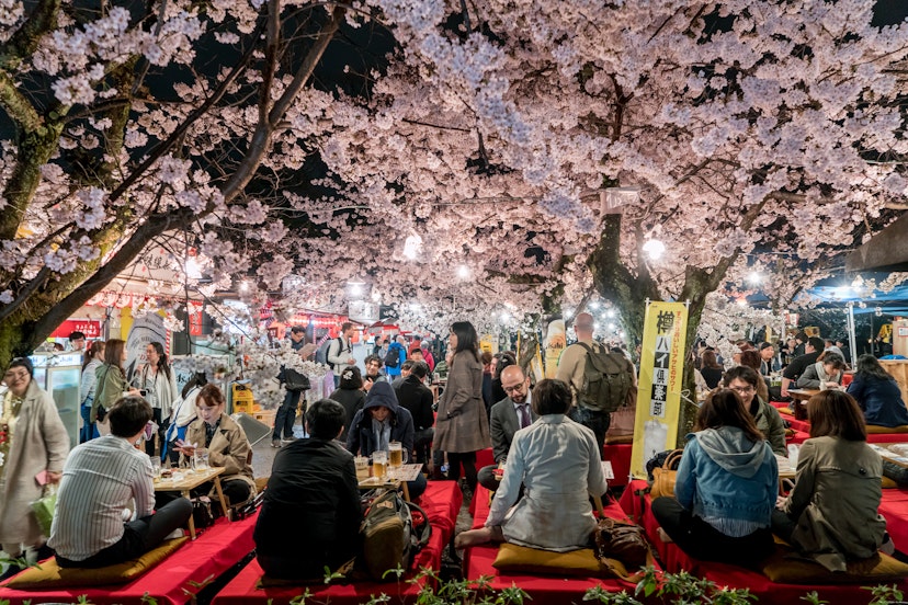 People gather for picnics under the sakura blossom in Maruyama Park, Kyoto