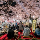 People gather for picnics under the sakura blossom in Maruyama Park, Kyoto