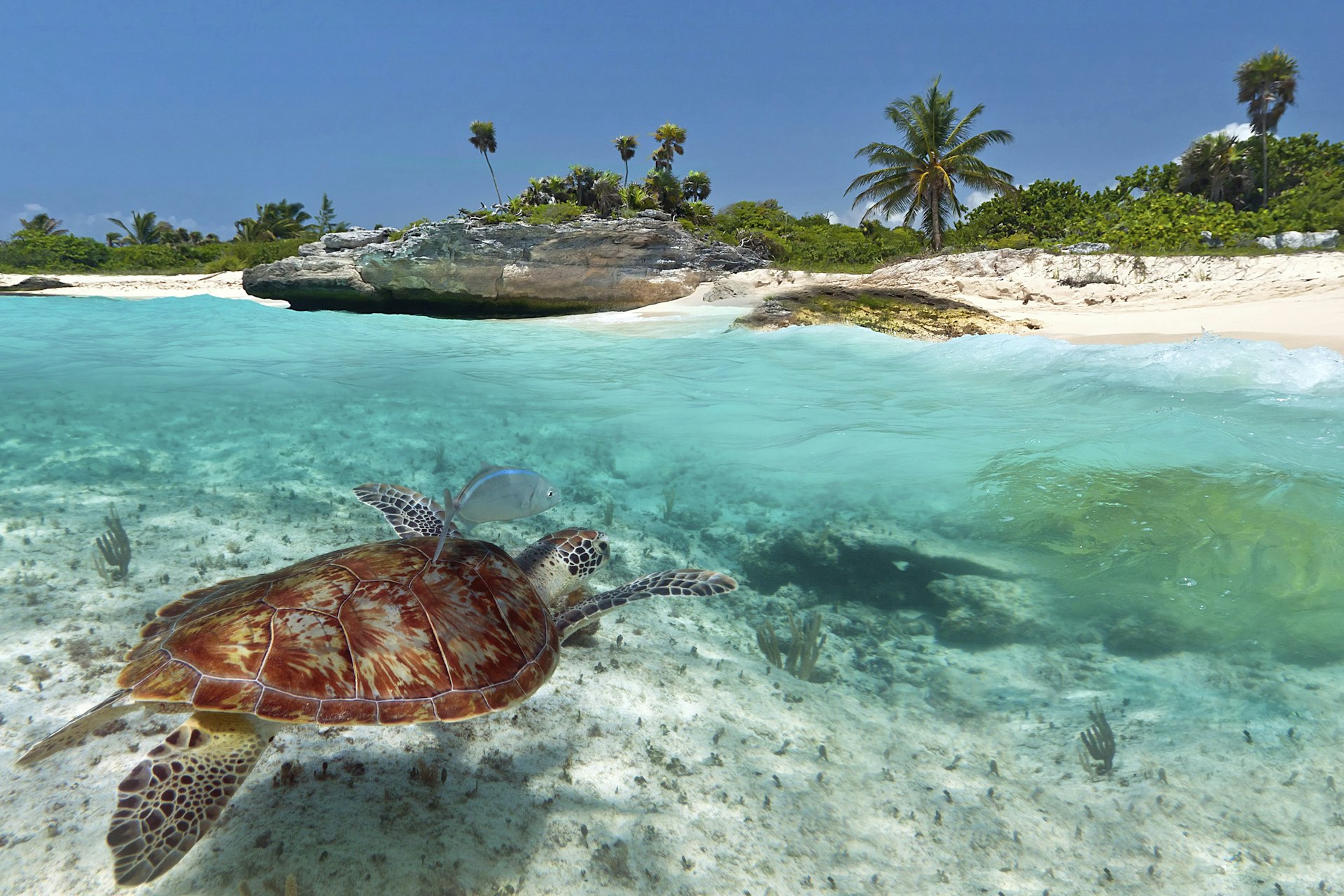 Caribbean Sea scenery with green turtle near Playa del Carmen, Mexico