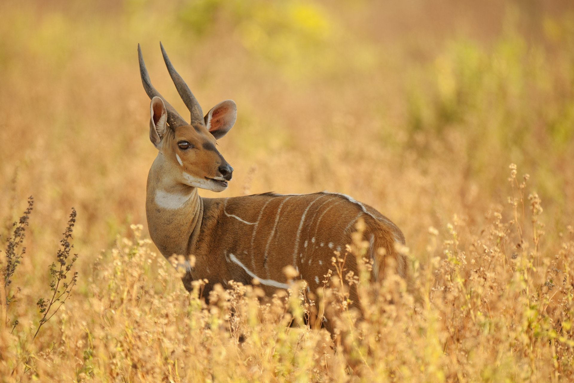 A bushbuck male (Tragelaphus scriptus) in the dry grass in Mole National Park, Ghana